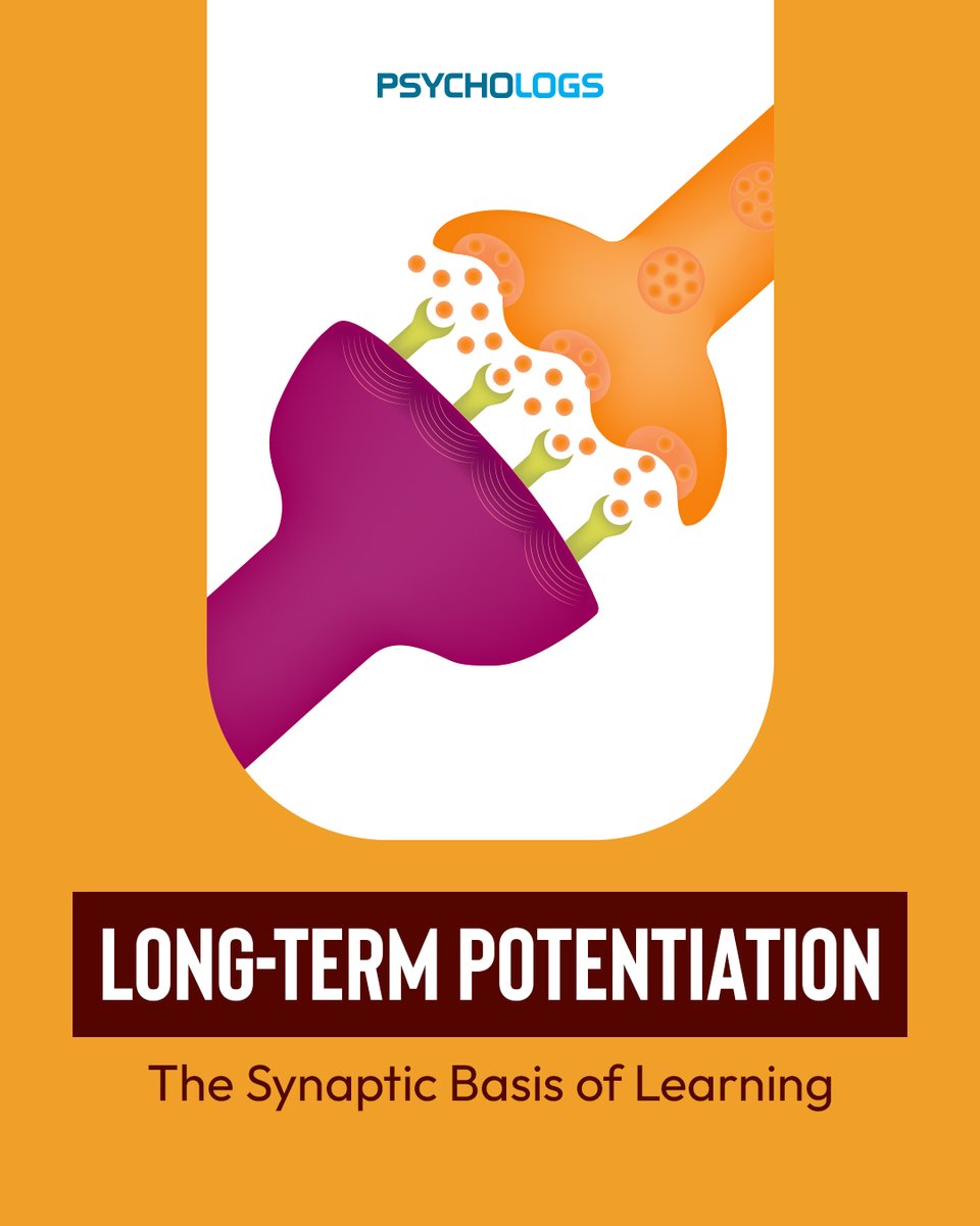 PsychologsIndia's tweet photo. Long-Term Potentiation (LTP) is the brain’s learning mechanism; when neurons repeatedly activate together, their connections strengthen. 

#LongTermPotentiation #Neuroscience #BrainPlasticity #LearningAndMemory #PsychologyFacts #BrainScience https://t.co/2FrJpnAIzT