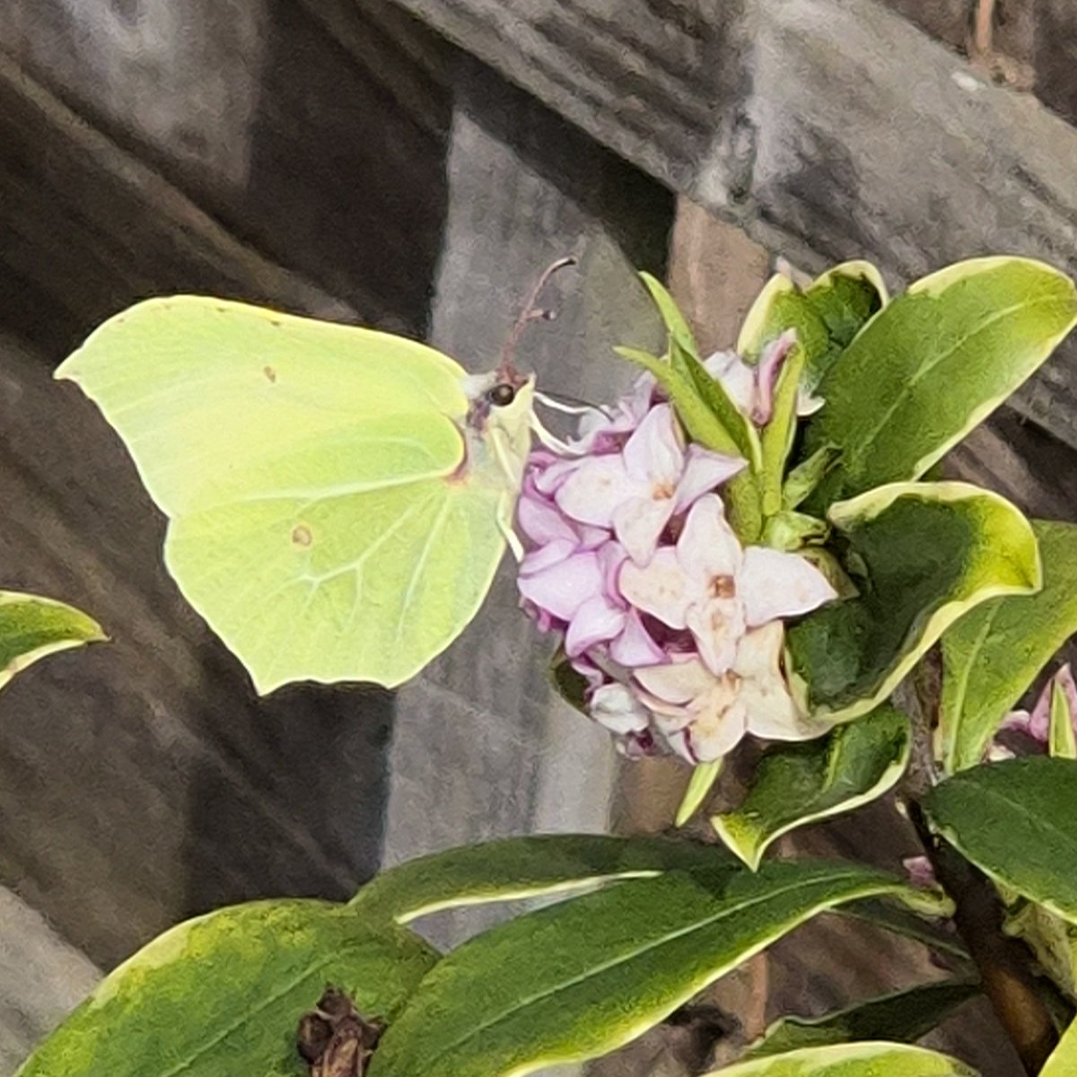 Wendy Tobitt 💙 tweet media