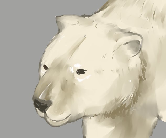 パンダって熊の仲間なので当然熊っぽい顔をしてるなと思ってたのですが、完全肉食のシロクマなどと比べると相当に丸っこい顔をしてますね。