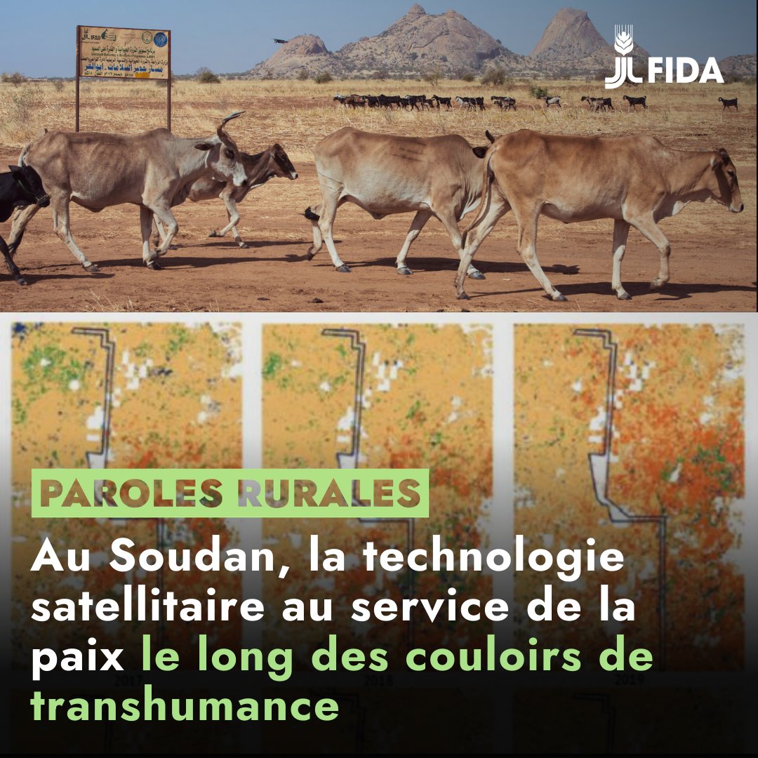 Fonds international de développement agricole tweet media