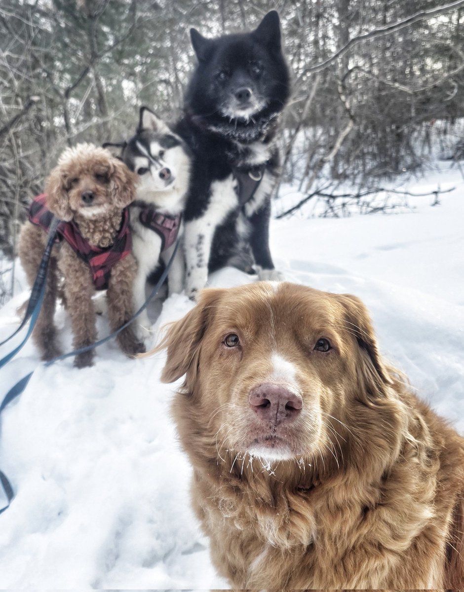 WalkinDogwalk's tweet photo. The #posingpups and I are hopeful that spring is coming around the corner!
☀️🌼🌞🏵❤️🐾🐶🐕
#Saturdaysocial #weekendvibes #walkinthedog https://t.co/joH3WVUiGI
