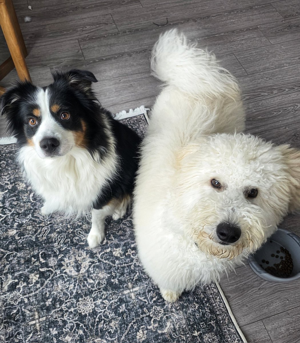 WalkinDogwalk's tweet photo. The #posingpups and I are hopeful that spring is coming around the corner!
☀️🌼🌞🏵❤️🐾🐶🐕
#Saturdaysocial #weekendvibes #walkinthedog https://t.co/joH3WVUiGI