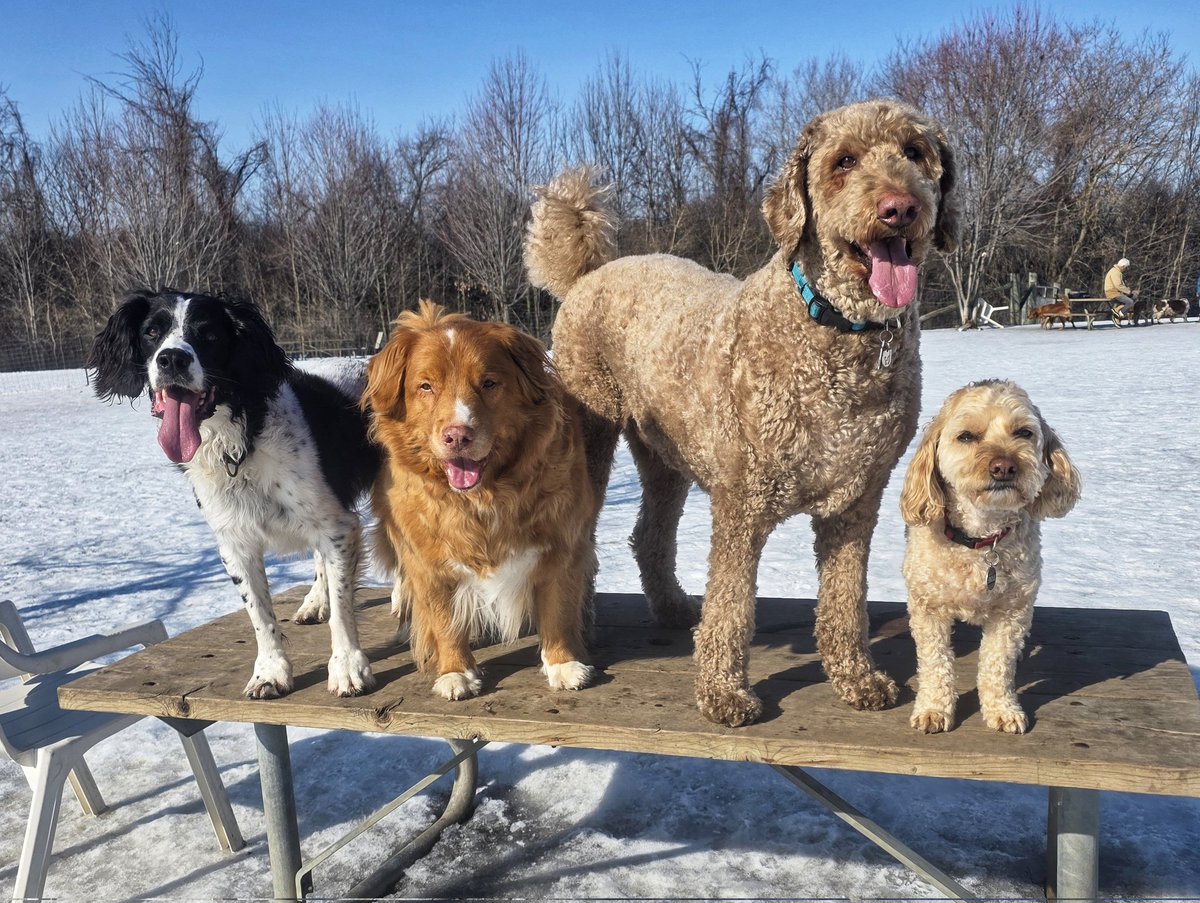 WalkinDogwalk's tweet photo. The #posingpups and I are hopeful that spring is coming around the corner!
☀️🌼🌞🏵❤️🐾🐶🐕
#Saturdaysocial #weekendvibes #walkinthedog https://t.co/joH3WVUiGI