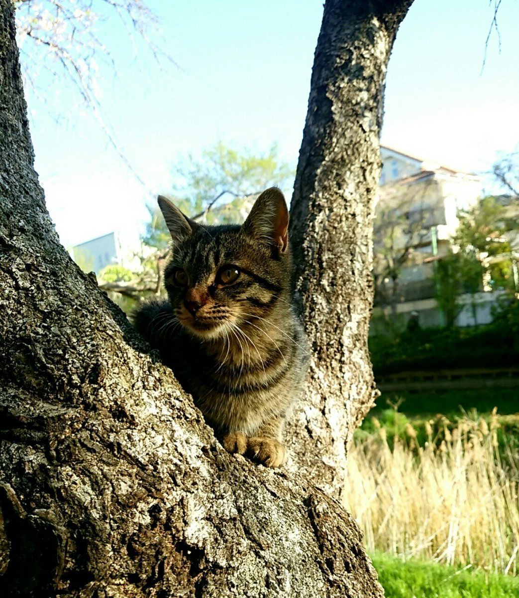 このキジトラ、ずいぶん前に会ったことがあるような気がして、データを見てみた。

7年前、ほぼ同じ場所で会ったまだ6か月ほどに見えた子猫。
じゃれてきた後木に登り鳥を見ていた。

この辺りで他に猫を見たことがない。
野良の寿命から考えると違うかと思うが、もしかしたら🐈‍⬛
