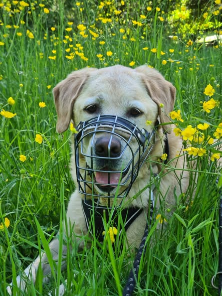 Kopie Tierheim Bonn
Mo sucht seine Menschen – die Nadel im Heuhaufen📷📷📷
Mo ist fast 9 Jahre alt und sitzt bereits seit 4,5 Jahren im Tierheim.
Und ja – er ist ein Labrador. Aber einer, der beschlossen hat, sich nicht an die typische Rassebeschreibung der Fachbücher oder das