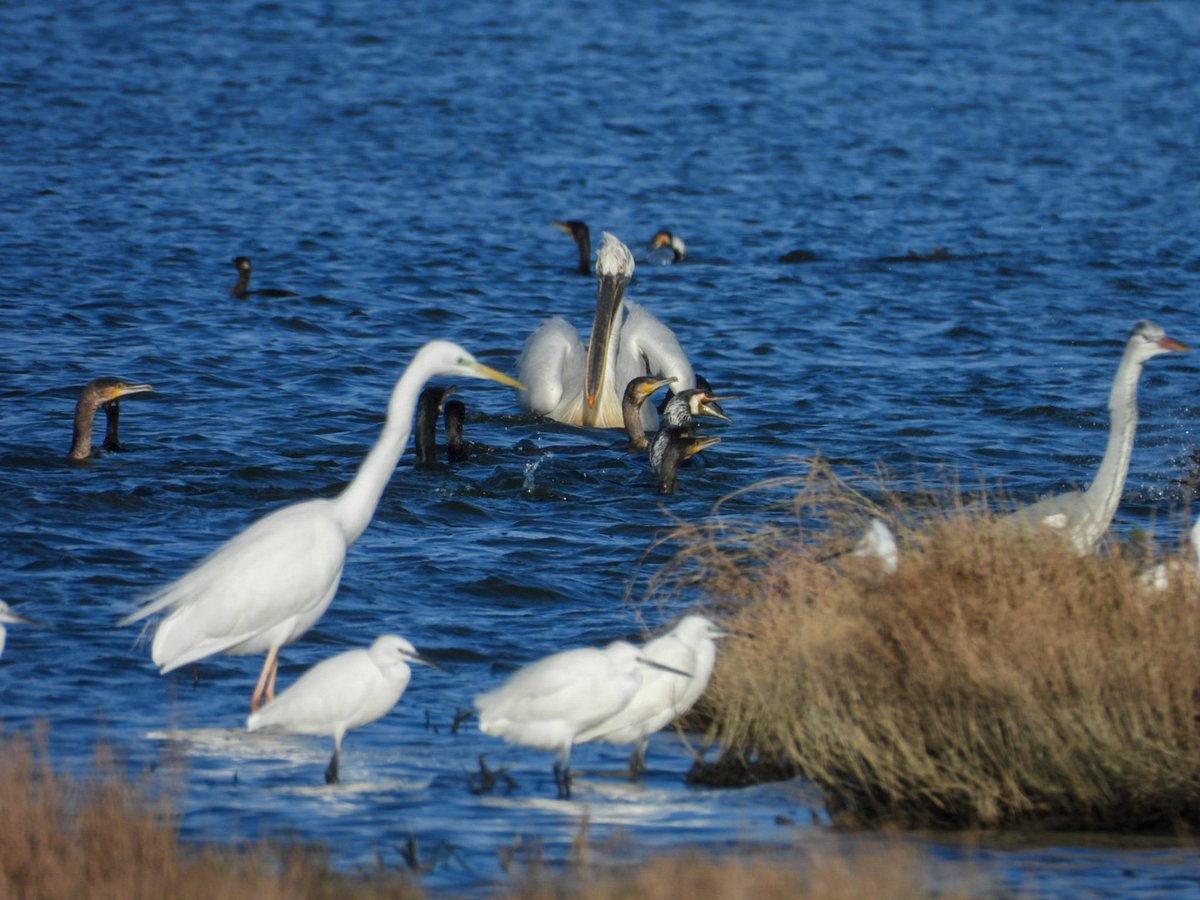 Büyük-küçük beyaz/gri balikcil, karabatak, tepeli pelikan falan.. sıradan bir gün işte..