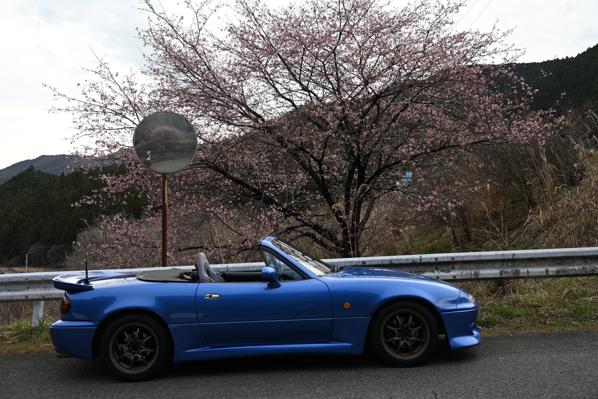 TA_TSU_3939's tweet image. 【ロドスタ】
今日は雨予報だったので登山は中止…だが晴れた☀
昼過ぎにロドスタの整備が終わったので飯能行って天覧山でも登ろうと思ったら…飯能中央公園が工事中で駐車場も完全閉鎖😱
仕方ないので軽く名栗湖までドライブ。梅が咲き始めてイイ感じですわよ奥さん🌸
#ロードスター
#NA8C