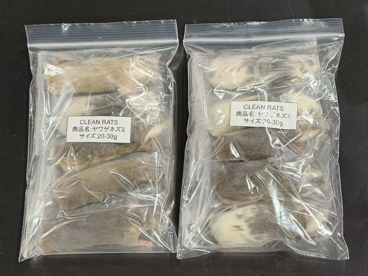 🐭 冷凍ヤワゲ 新サイズ販売開始 🐭

冷凍ヤワゲ20-30gの販売を開始いたします📢

【 20-30g 】
1匹 400円
5匹 1,800円

ご購入は
Side-B Collection店頭にて🛒
今後CLEAN RATSオンラインストアでも
販売予定です✨

#冷凍餌 #ヤワゲネズミ