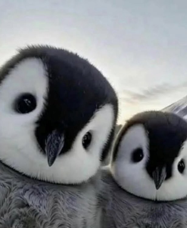 DRiP 💧 tweet media