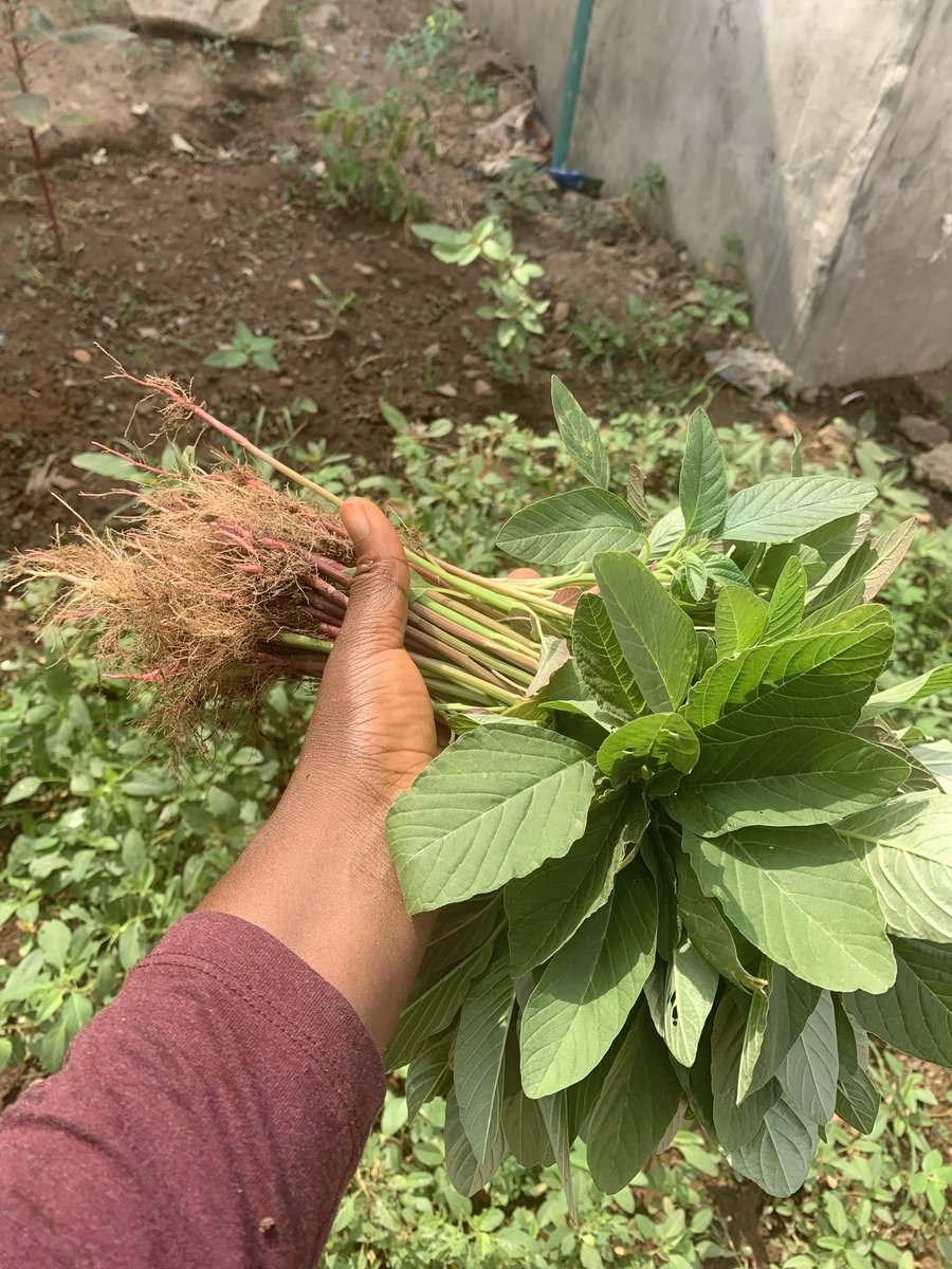 I grow things like this in my backyard. 😁