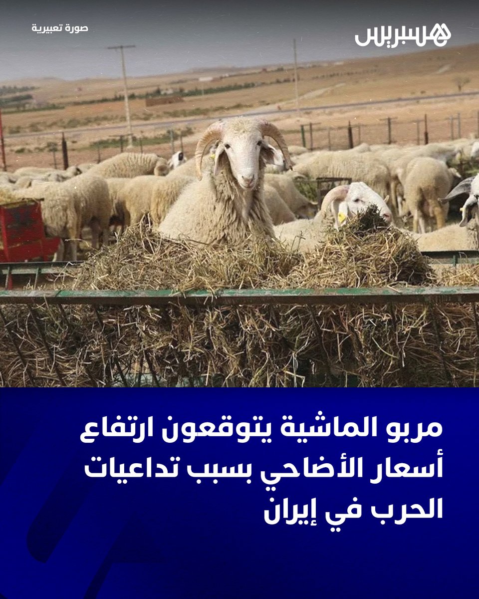 hespress's tweet photo. تتخوف الجمعية الوطنية لمربي الأغنام والماعز (Anoc) من أن تؤثر التوترات في الشرق الأوسط على أسعار الأعلاف بالمغرب قبل عيد الأضحى.

وكشف عبد الرحمن المجدوبي، رئيس الجمعية الوطنية لمربي الأغنام والماعز، أن أي ارتفاع إضافي لأثمان الأعلاف سيؤدي إلى رفع أسعار الأضاحي.

وأوضح المجدوبي، ضمن تصريح لهسبريس، أن “استعدادات ‘الكسابة’ لعيد الأضحى تواجه تحديات مرتبطة بارتفاع أسعار الأعلاف”، مشيرا إلى أن إطلاق النعاج في المراعي الطبيعية قد يساهم في تقليص التكاليف، إلا أن هذا الخيار غير ممكن بالنسبة للأكباش المعدة للبيع، لأن خروجها للمرعى يؤثر سلباً على جودتها، ما يفرض الاعتماد الكلي على الأعلاف المركبة و”الفصة”.

التفاصيل: https://t.co/H6AKNeMP7U

#هسبريس #Hespress
#حرب #إيران #ماشية #cmd