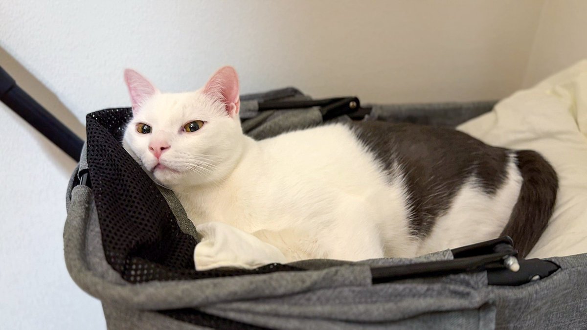 kedamab's tweet image. キャリーカートにママの枕入れたら子猫が気に入った｜Put Mom’s pillow in the carrier…kitten included youtu.be/waJ671RaFy8?si… @YouTubeより #cutecat #保護猫と暮らす #かわいいねこ