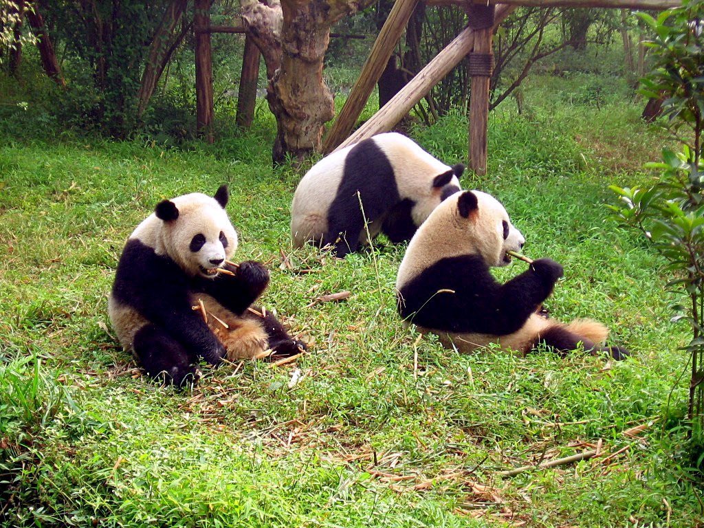 Sichuan Province, China, is the primary global habitat for giant pandas, hosting over 70% of the world's wild population.
#sd_place