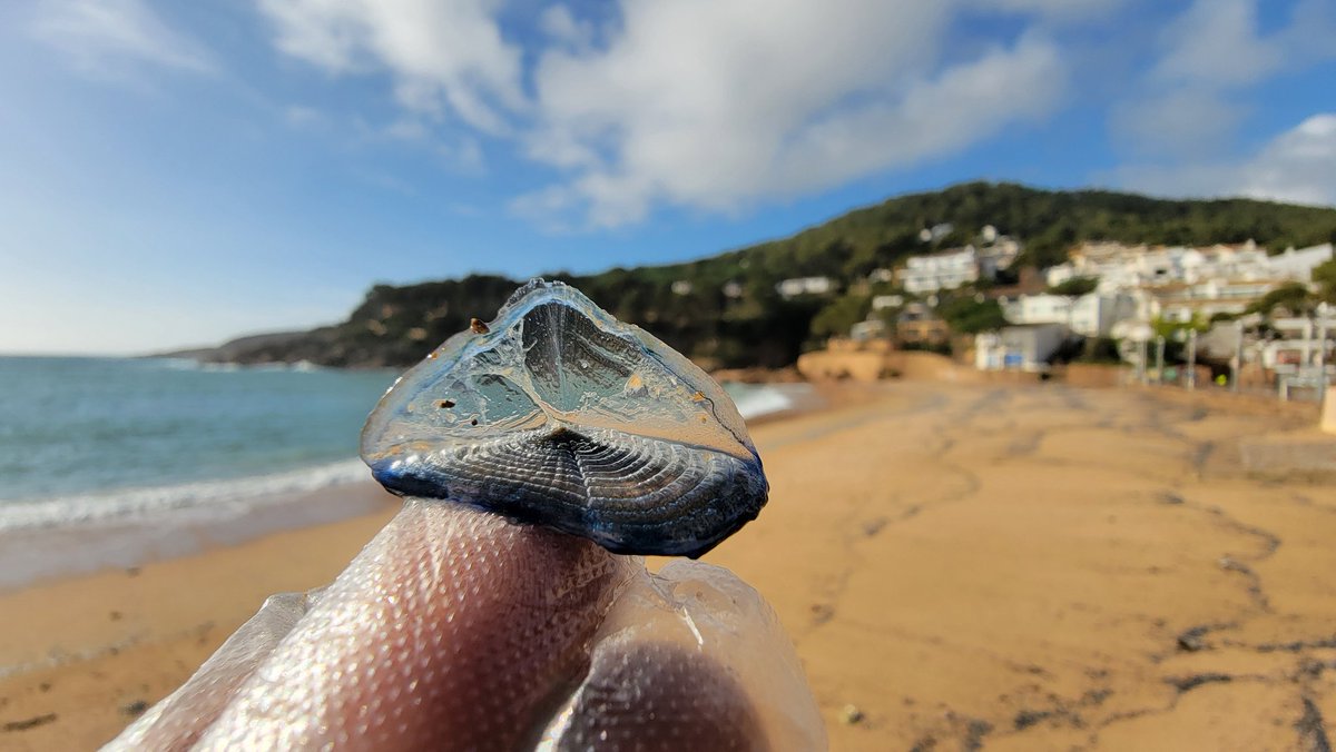 ManelCruz tweet media