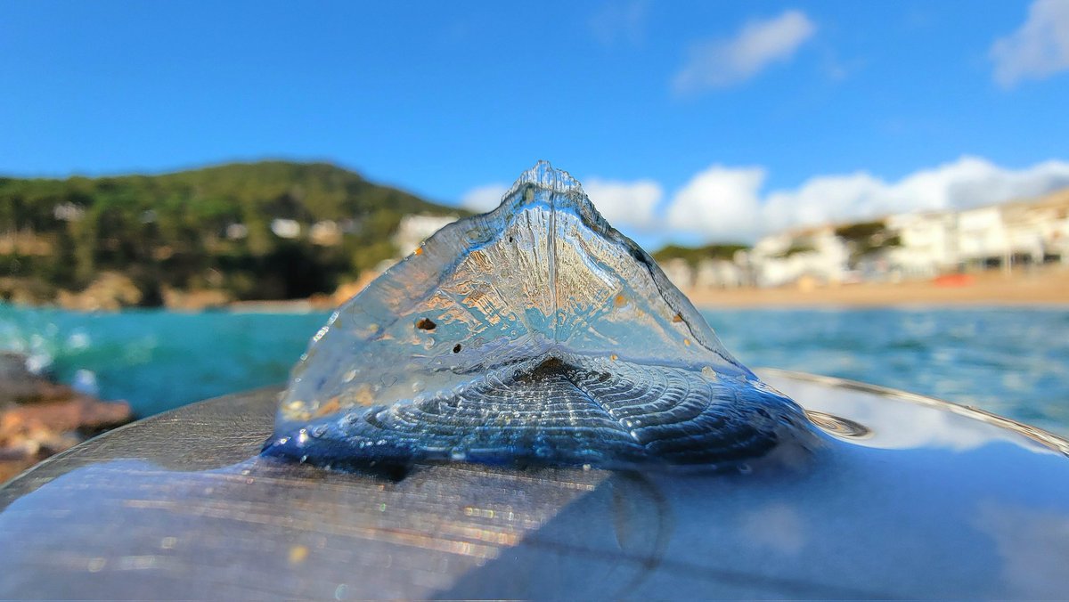 ManelCruz tweet media