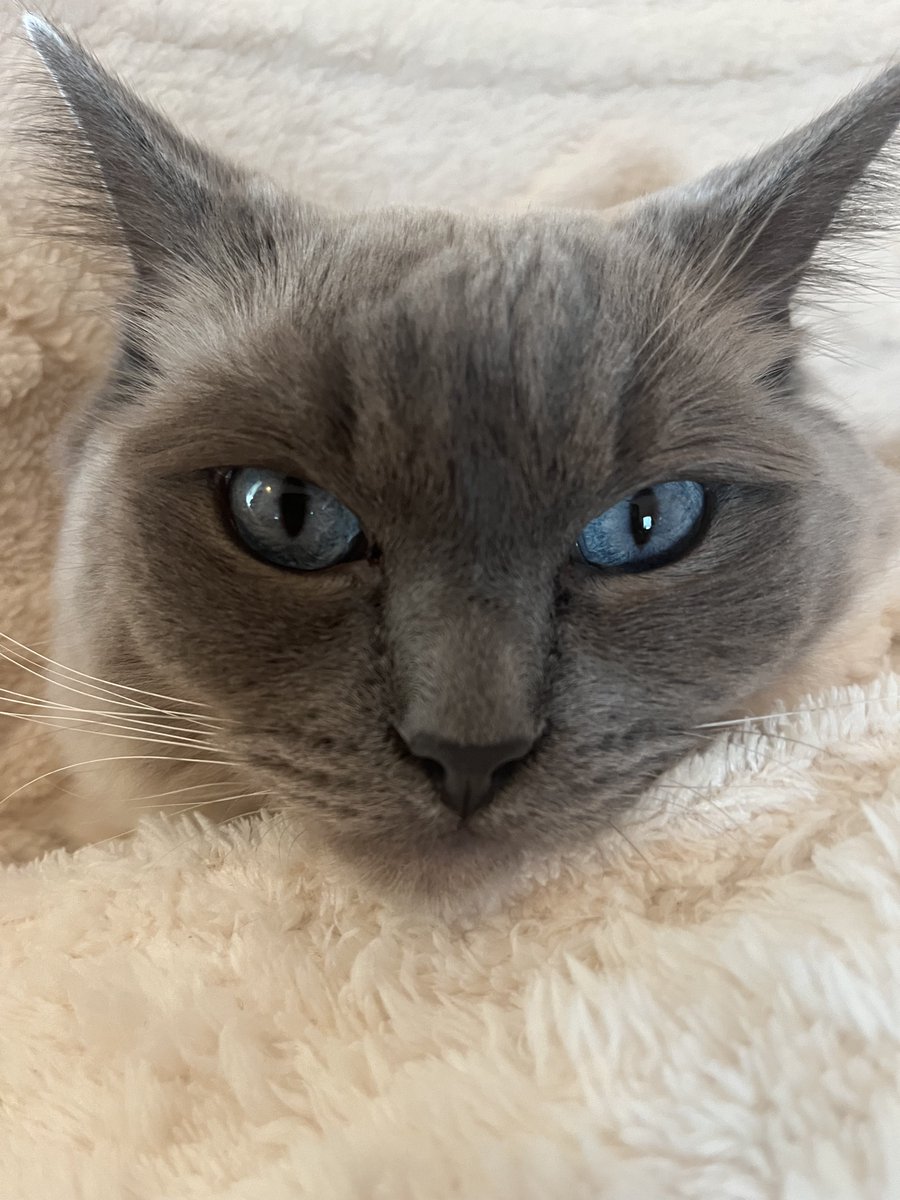 Elizabeth Radcliffe and Boots the Cat tweet media