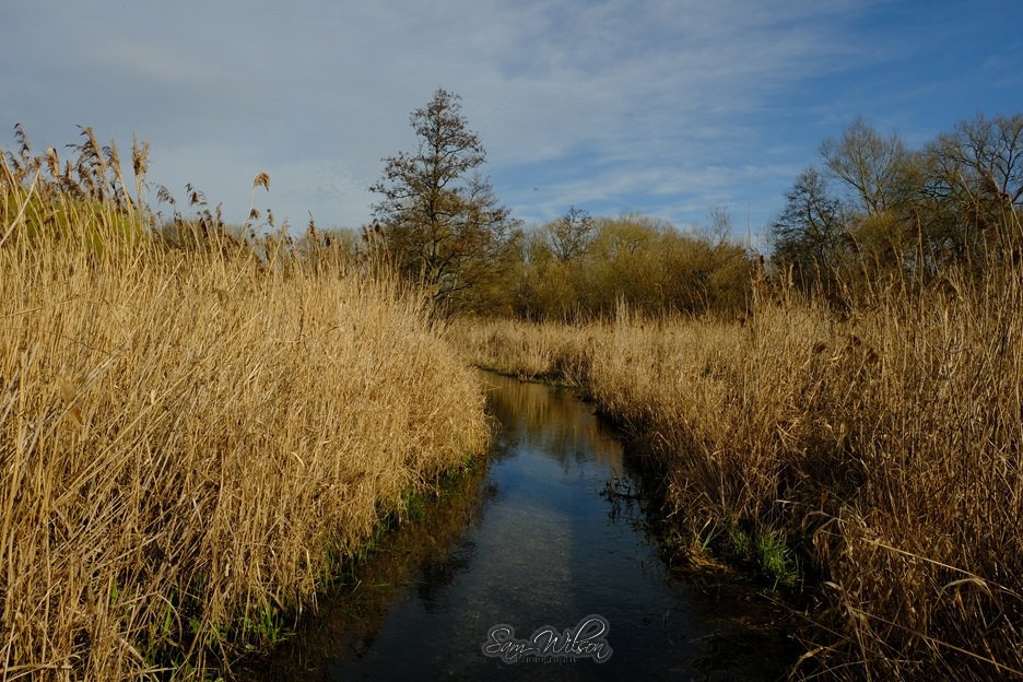 SamWlandscapes's tweet image. Canal and very wet walk through the Thatcham reed beds on Monday #landscapes #nature