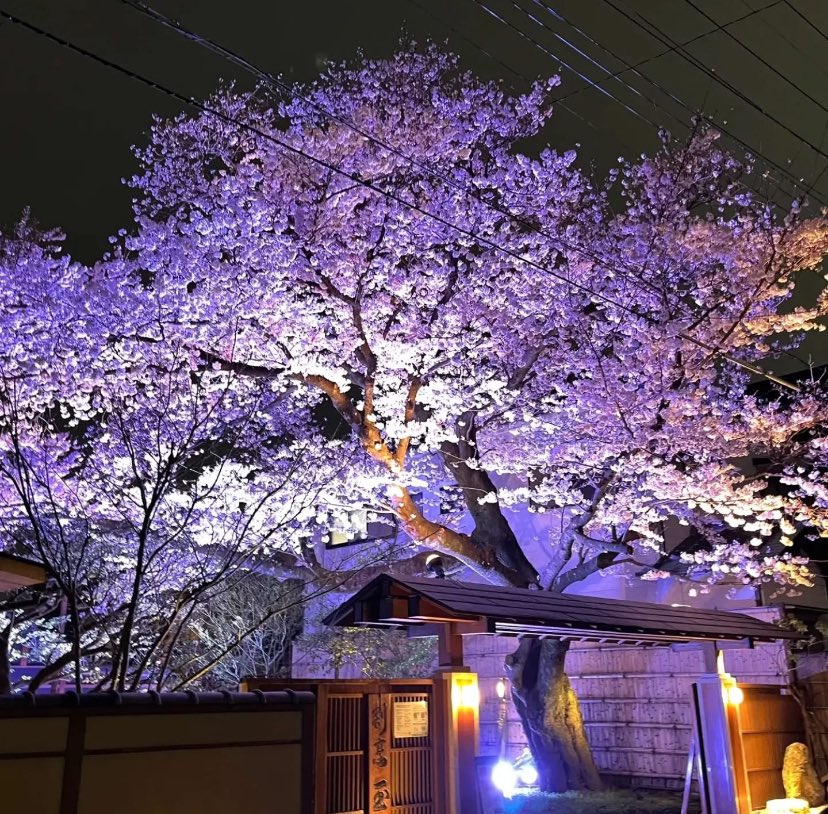 北浦和の老舗料亭・玉家で、恒例の年に一度の「夜桜BAR2026」開催🌸 3