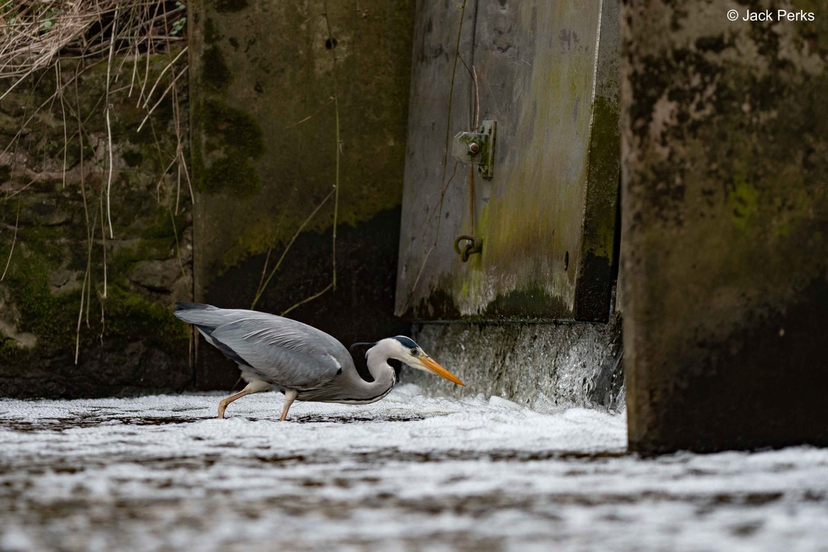 Jack Perks tweet media