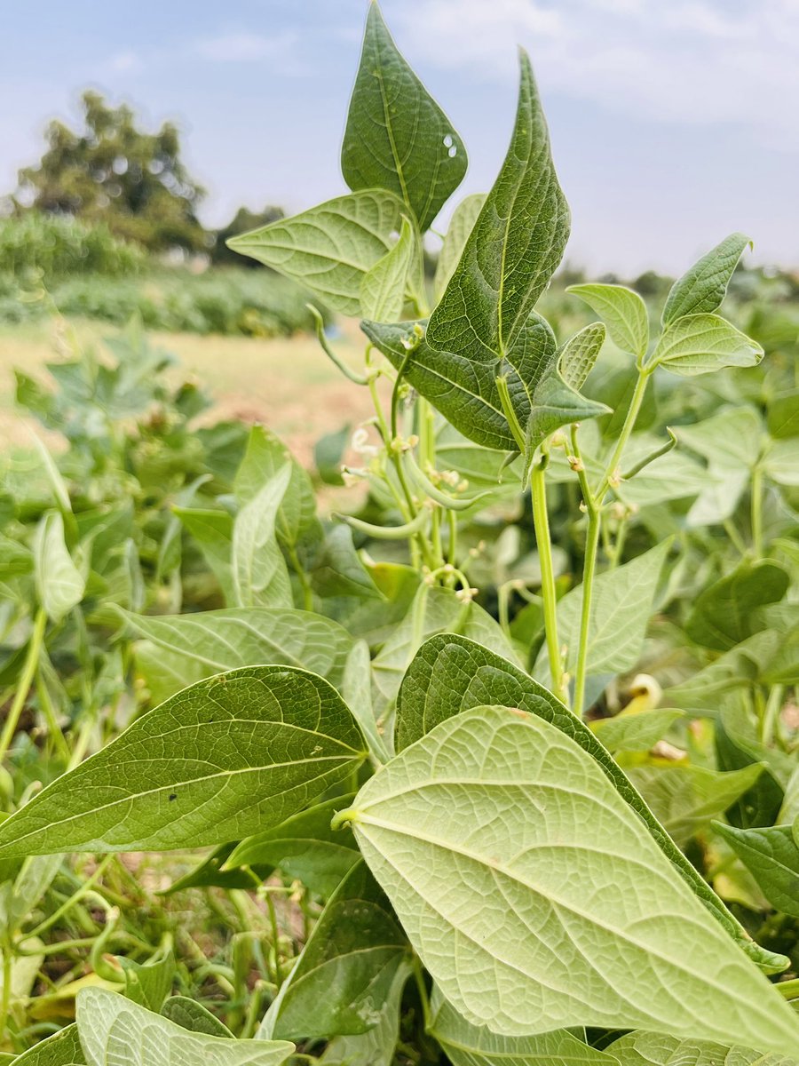 sere_aida's tweet image. La jeunesse ne se tourne plus vers l’agriculture par défaut.
Elle y voit désormais une opportunité de business, d’innovation et de création de richesse. 
#Agriculture #securitéalimentaire