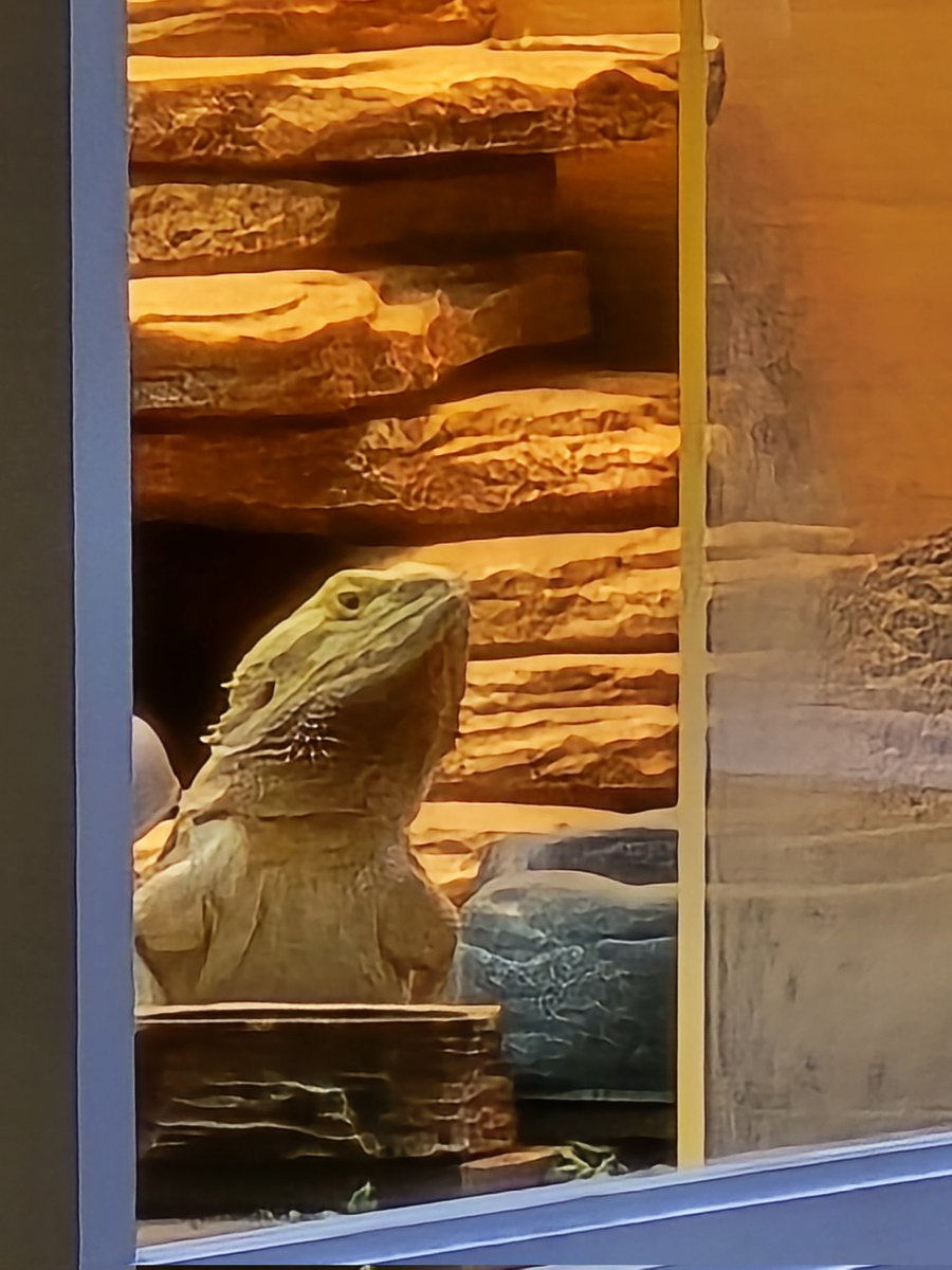 Dex The Bearded Dragon 🦎 tweet media