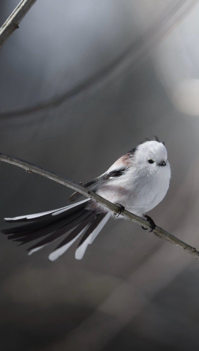 長い雪が止みようやく日差しが
シマエナガたちもよく耐えました