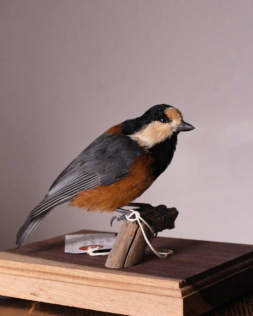 ほねとはね tweet media