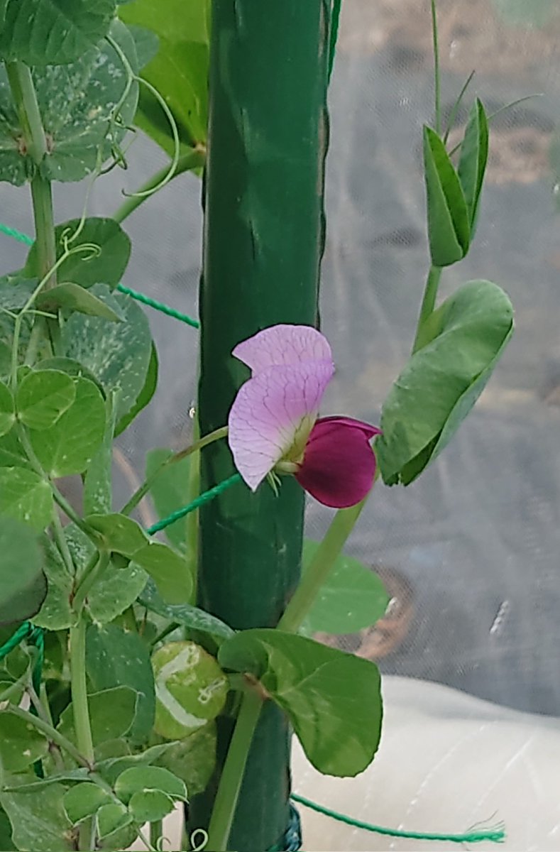 ju_neko's tweet photo. ☘️絹さやの花☘️
暖かくなってきて野菜の花が咲き始めました。そら豆、スナップエンドウ、いちご、どれも白い花です。

その中で絹さやだけが赤色です♫

調べてみたら赤色の絹さやは寒さに強く　収穫量が多いらしい。
期待大です.｡.:*♡

#家庭菜園　#絹さや https://t.co/gbB31zIafG