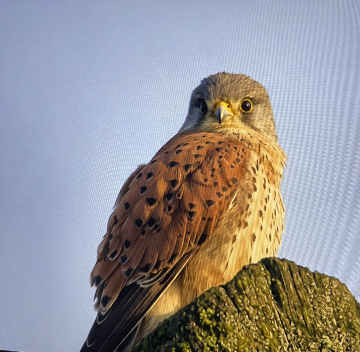 Mike Webb tweet media