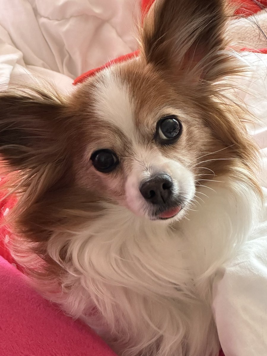 アンジュ通院日🐶

抜糸完了✌️

病理検査の結果、、、
手術で取った乳腺の腫瘍の方は大丈夫でしたが、子宮の方には癌が見つかっちゃった😭
転移がないといいんやけどな、、、

#パピヨン
#高齢犬