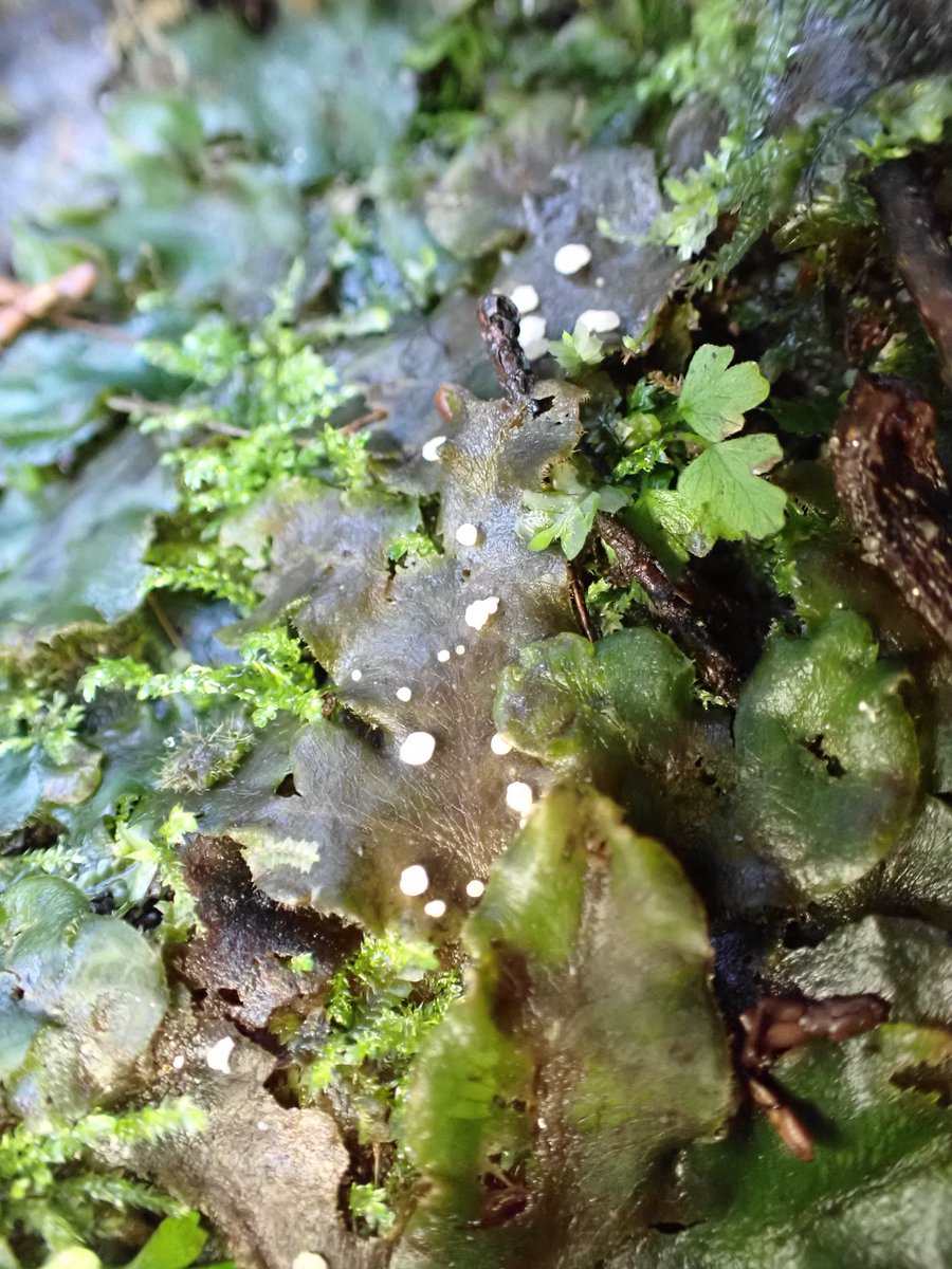 🍄すが(−10歳肌)🍄 tweet media