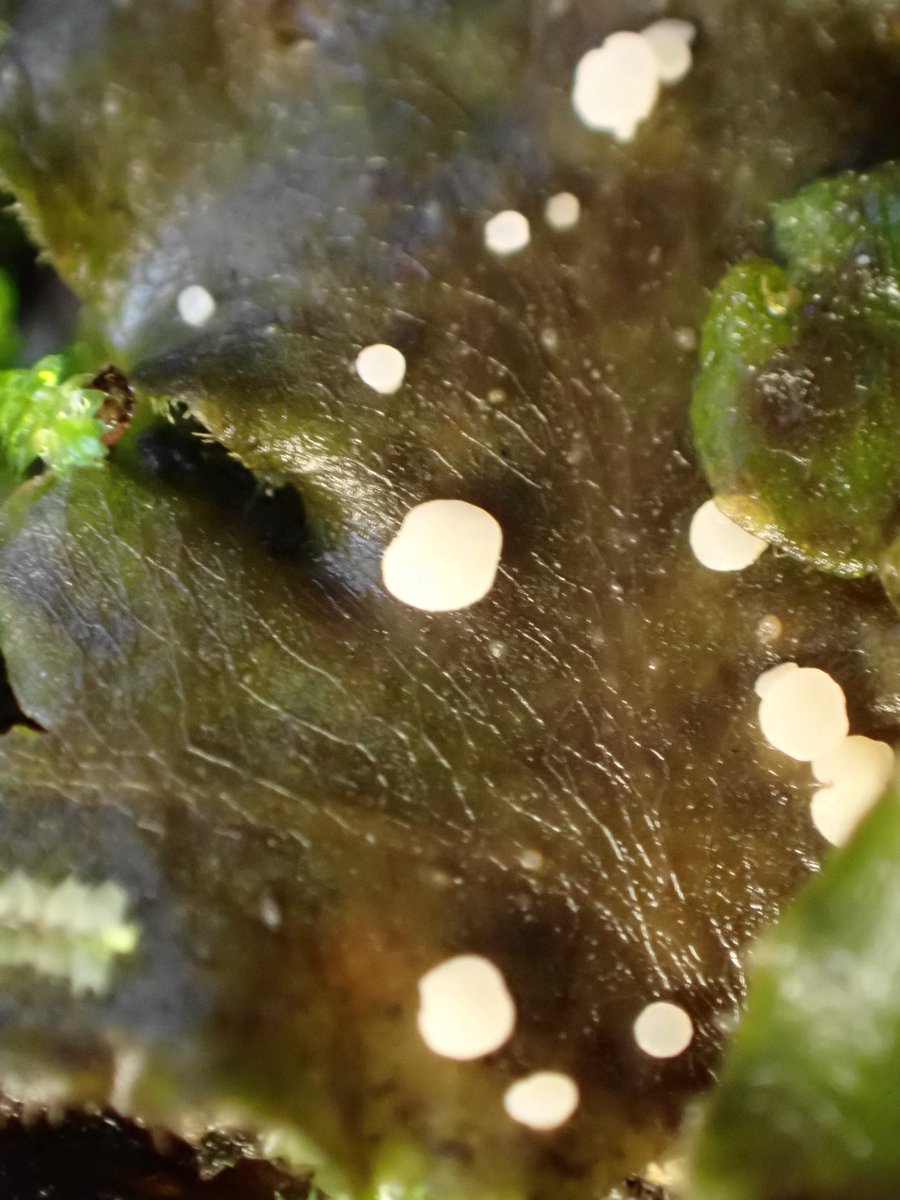 🍄すが(−10歳肌)🍄 tweet media