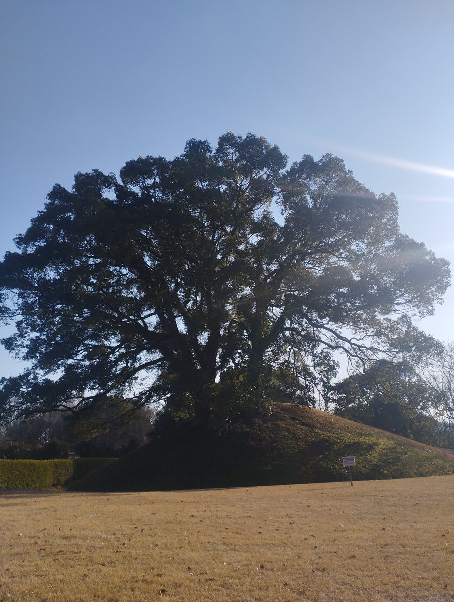 POLYPICAL tweet media