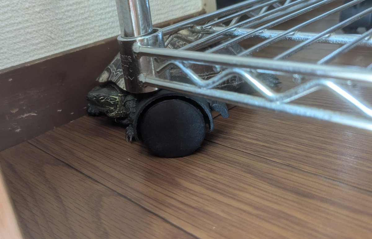 ①いのっちさん→921g
②おかめさん→343g
③やまさん→693g
④げんさん→542g

1月末の測定より、
いのっちさん6g減📝