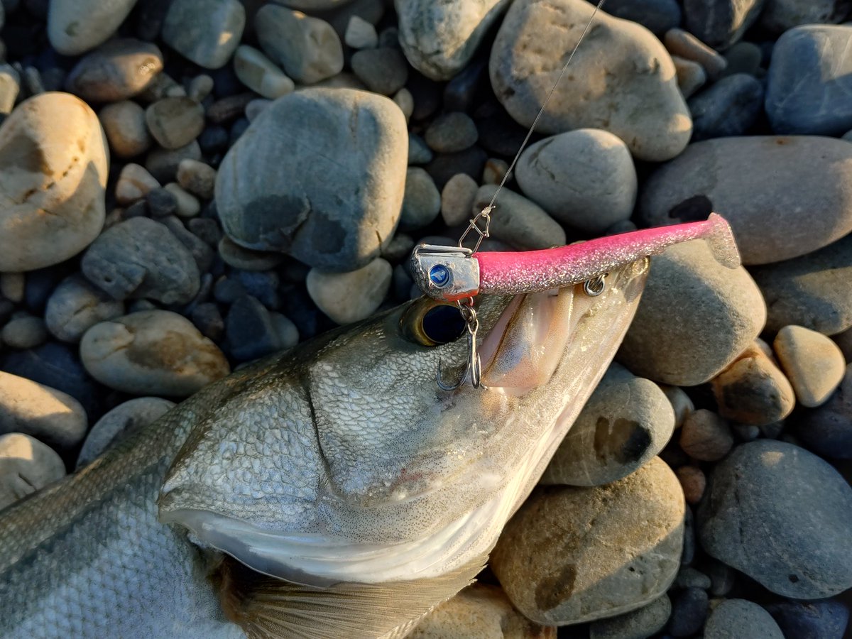 おケミさん🐟 tweet media