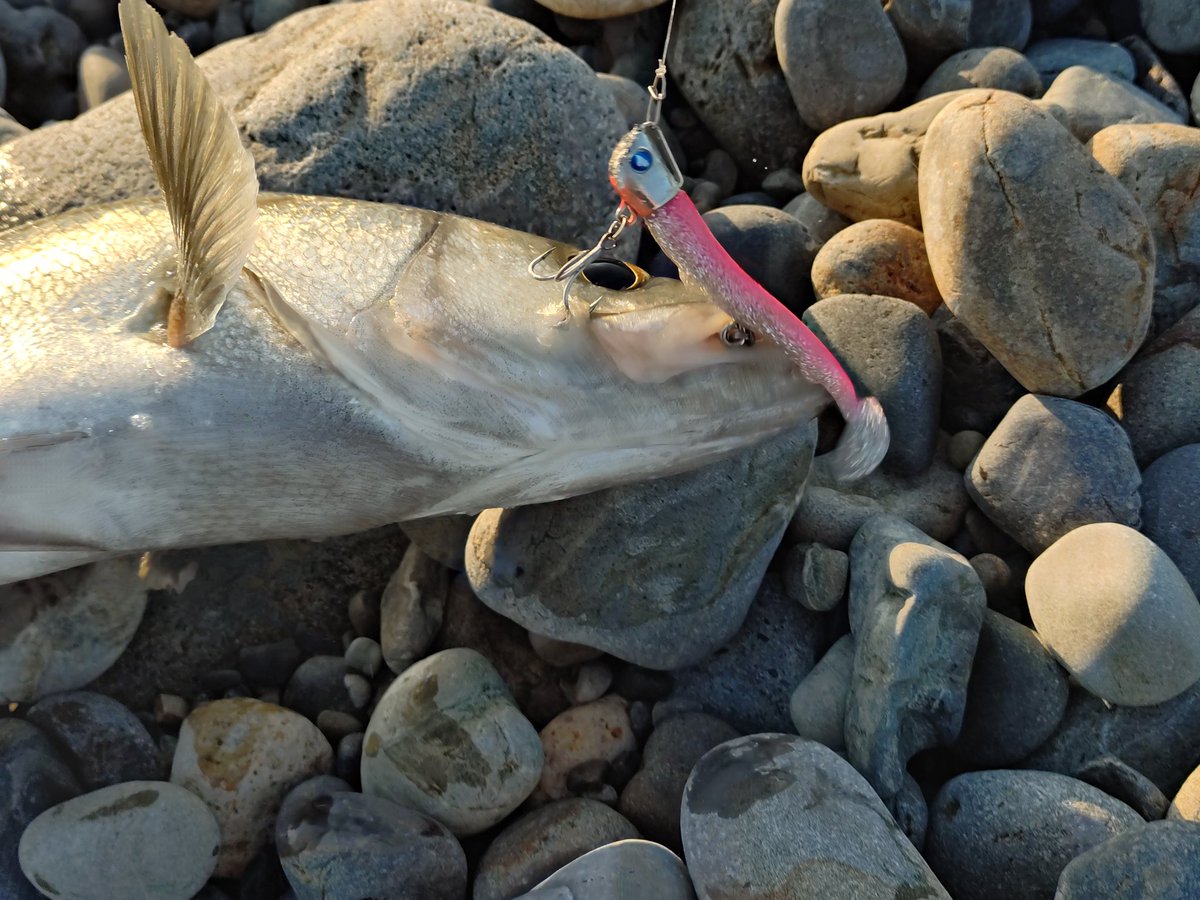 おケミさん🐟 tweet media