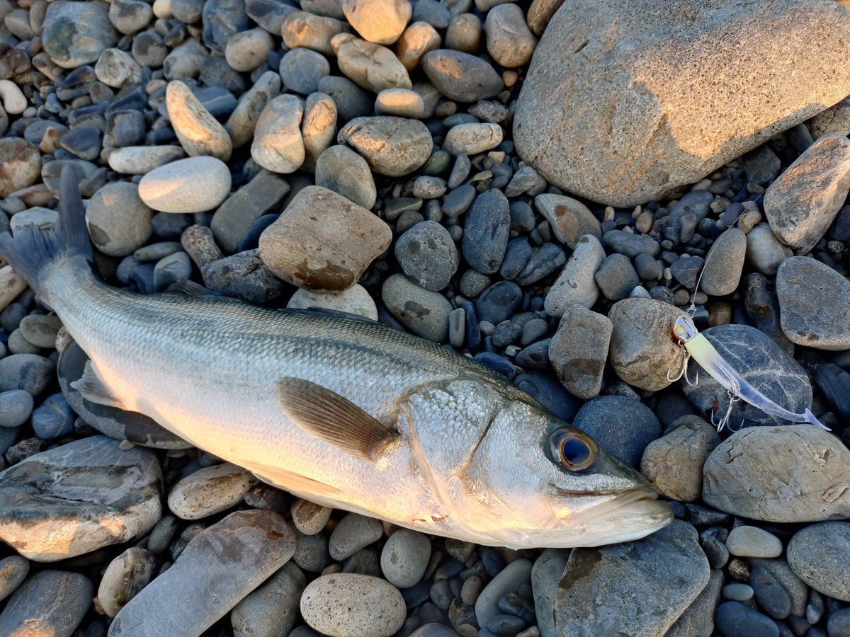 おケミさん🐟 tweet media