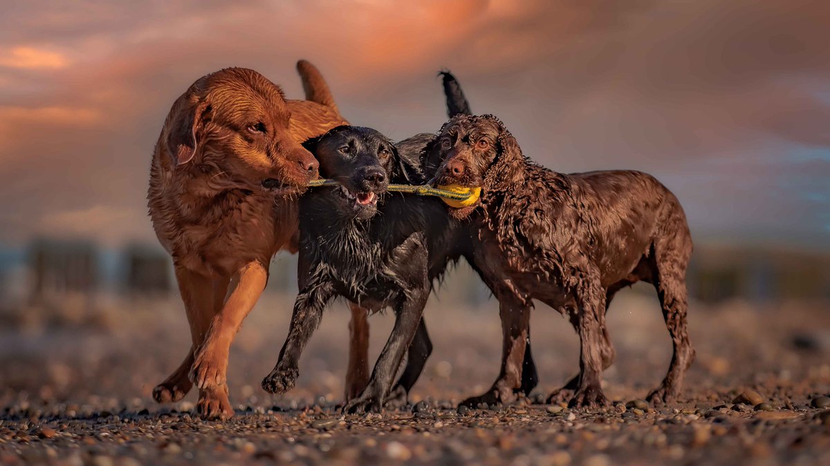 Isle Of Man Prison Dog Section tweet media