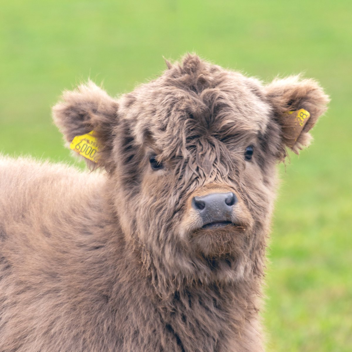 Ktuck_79's tweet image. Here we are again!

It’s another #SquareCropSaturday so super scroll those camera rolls and see what you can find! 

Some sad news from the farm yesterday, the lovely little heifer calf born on Monday didn’t make it. 🥺 They think it was an accident and one of the adults maybe