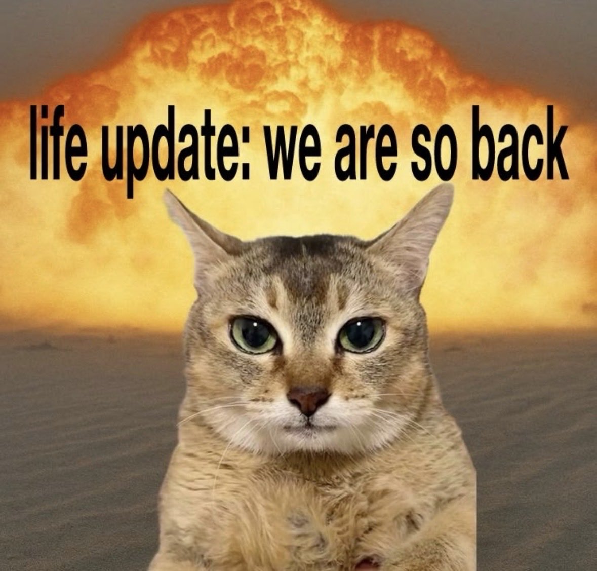 chang ᗢ tweet media