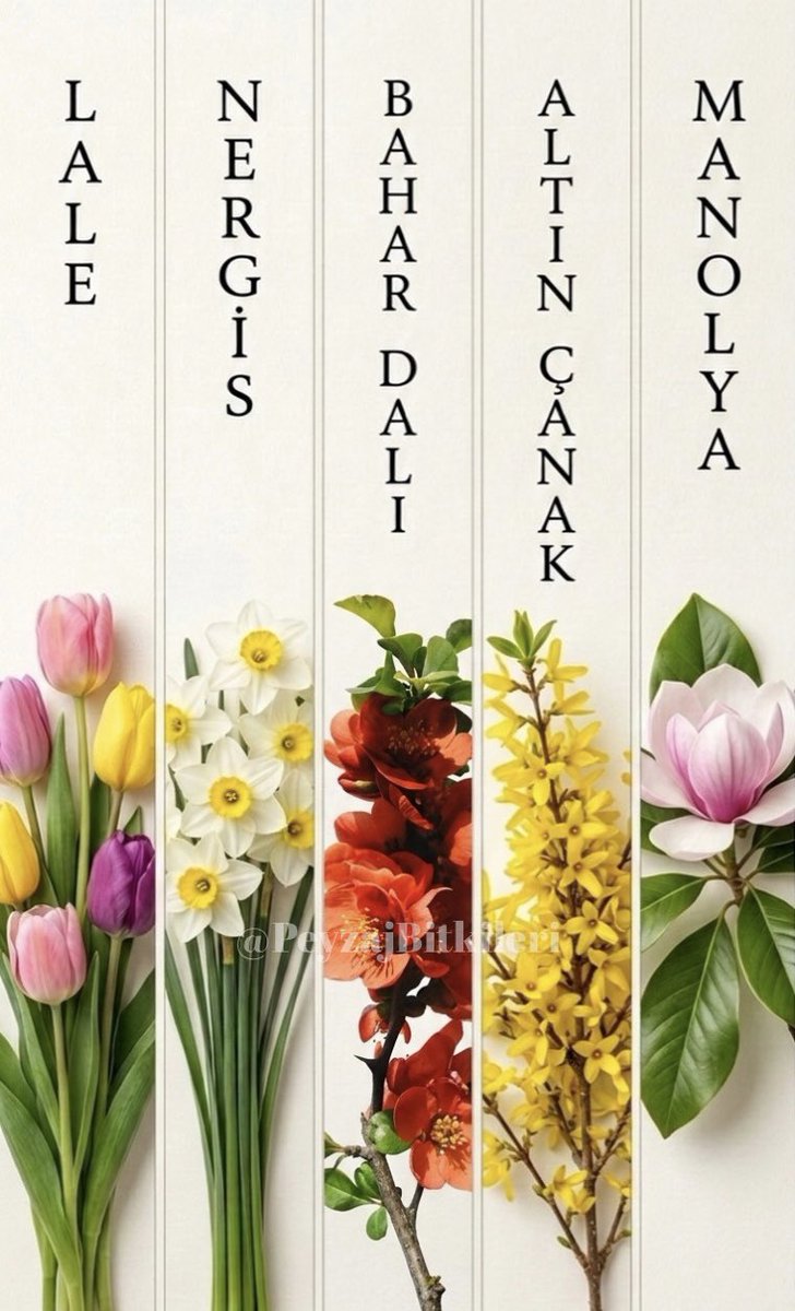 İlkbahar çiçekleri🌸