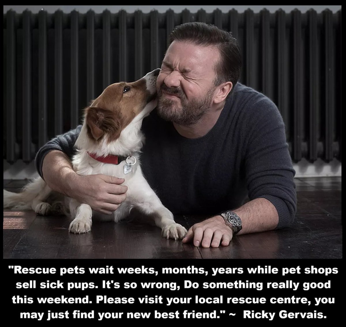 Protect_Wldlife's tweet image. #ThoughtForTheDay 

 "Rescue pets wait weeks, months, years while pet shops sell sick pups. It's so wrong, Do something really good this weekend. Please visit your local rescue centre, you may just find your new best friend." ~  @RickyGervais.

If at all possible, PLEASE