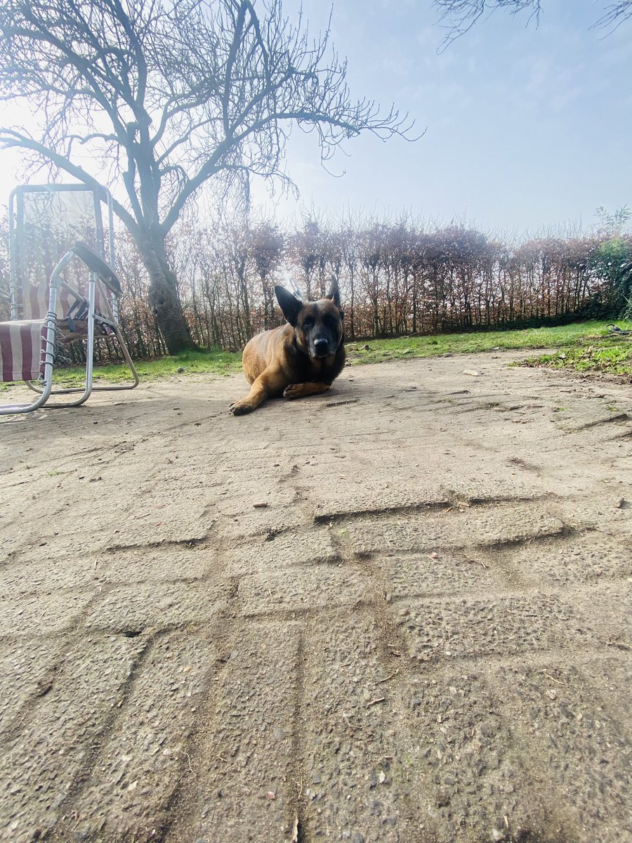 MonicaCerpDeB's tweet photo. En deze foto heet: βik doe alsof ik als een cavia tegen de grond geplakt zit want mammie heeft net ook nog deze zaterdag de stofzuiger erbij gepaktβ!!!
#mechelseherder
#k9
#drama
#stofzuiger
#goedemorgen https://t.co/mDVm0lB2eq