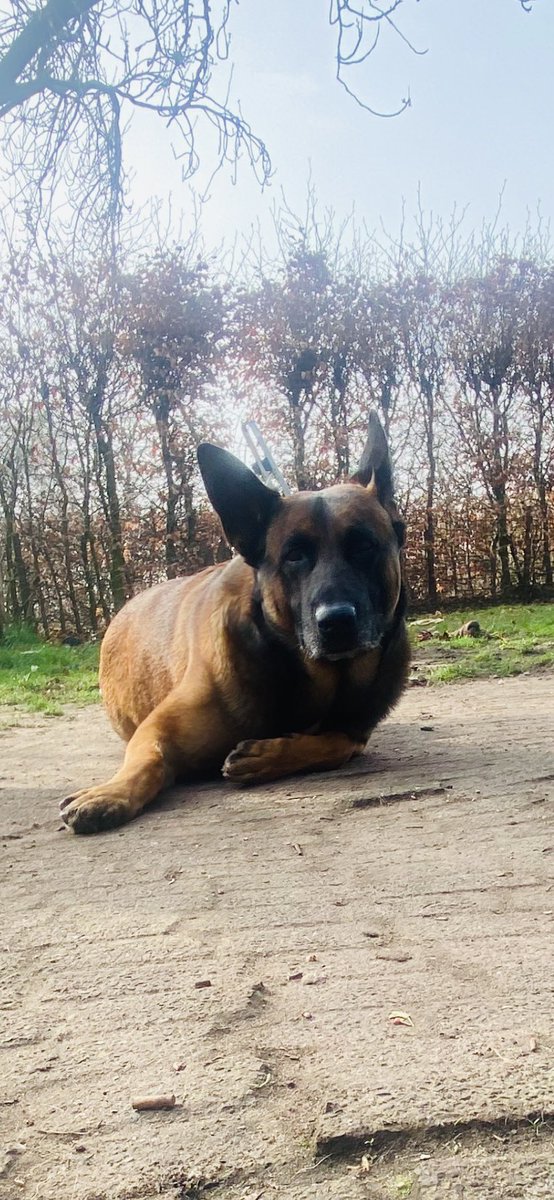 MonicaCerpDeB's tweet photo. En deze foto heet: βik doe alsof ik als een cavia tegen de grond geplakt zit want mammie heeft net ook nog deze zaterdag de stofzuiger erbij gepaktβ!!!
#mechelseherder
#k9
#drama
#stofzuiger
#goedemorgen https://t.co/mDVm0lB2eq