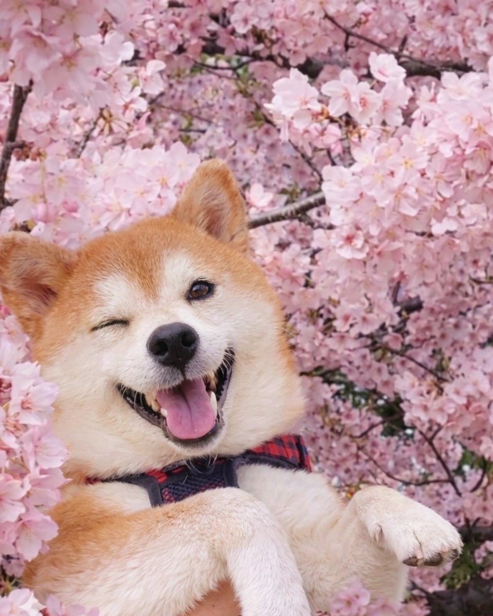 たぶん、自分が可愛いってわかってるんだと思う