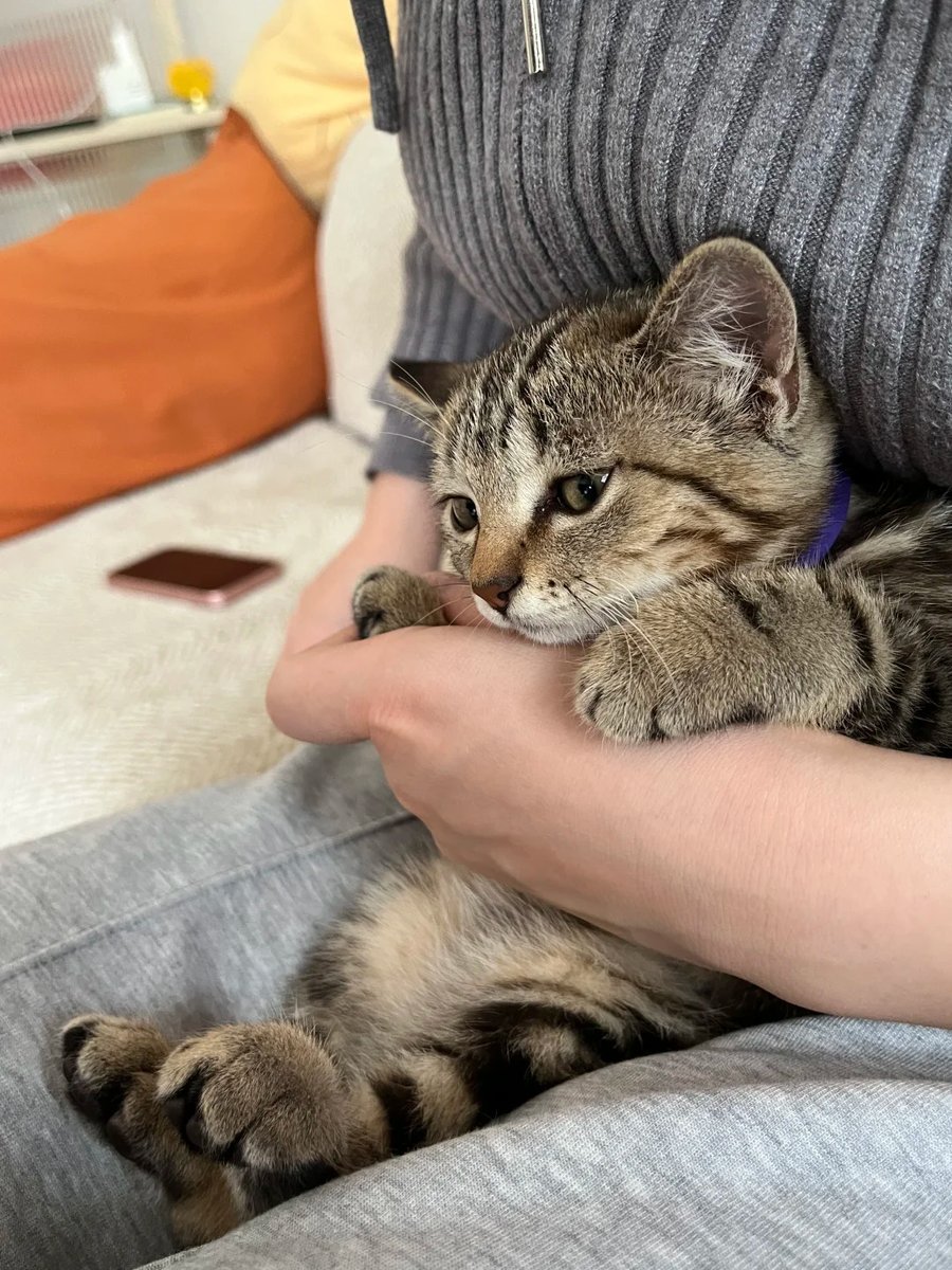 cutest cats tweet media