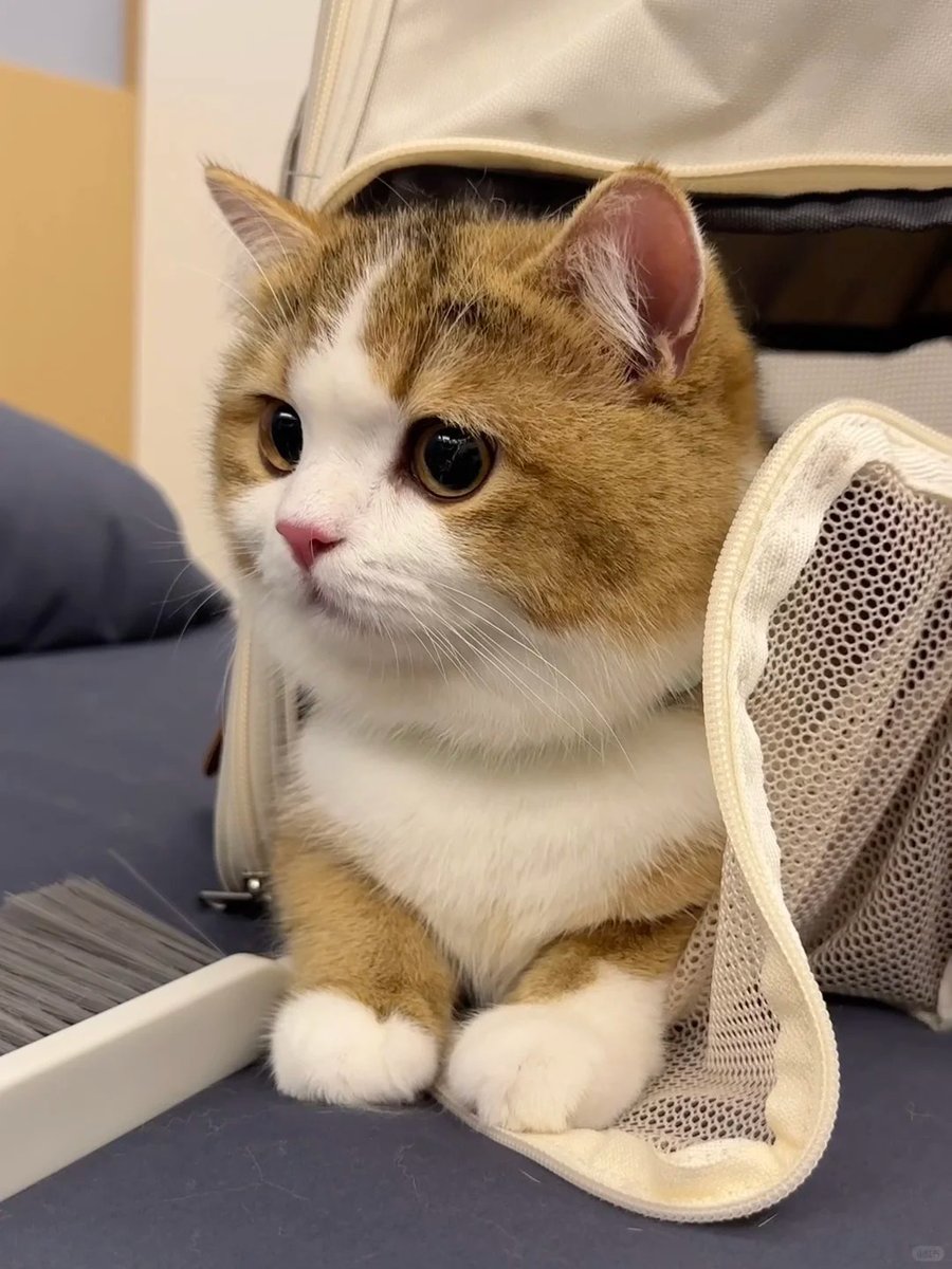 cutest cats (@cutestscats) on Twitter photo 