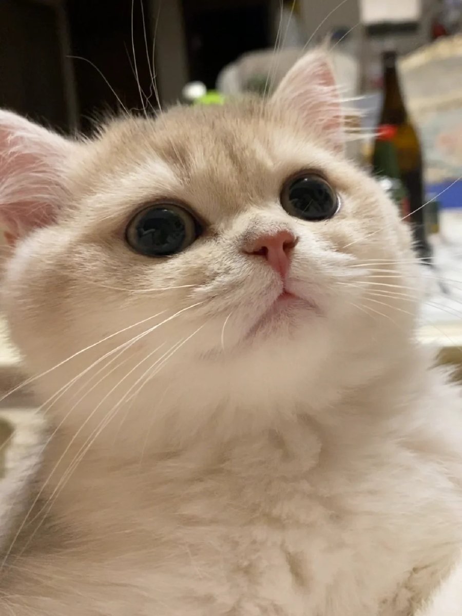 cutest cats tweet media