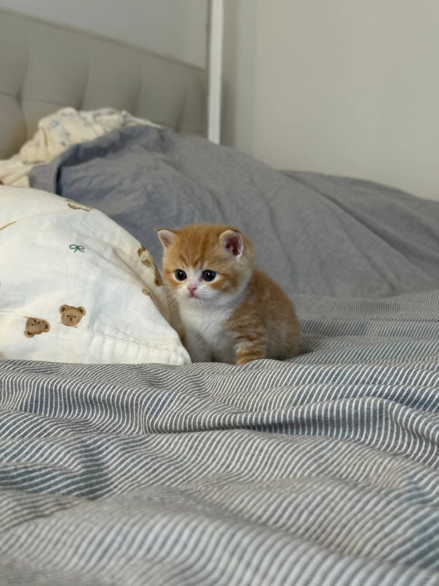 cutest cats tweet media