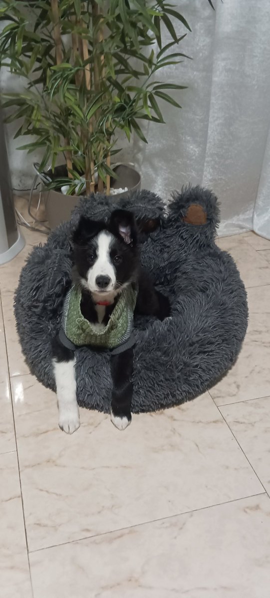 MT Chechuu tweet media